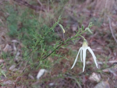 Anthocercis angustifolia