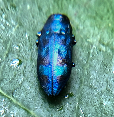 Chrysobothris scitula