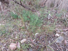 Anthocercis angustifolia