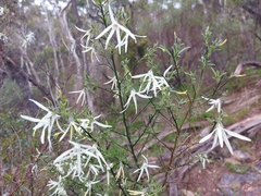 Anthocercis angustifolia