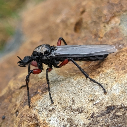 Red-thighed St Mark's Fly