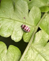 Asphaera quadrifasciata