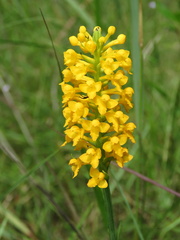 Platanthera integra