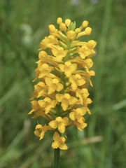 Platanthera integra