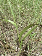 Platanthera integra