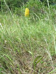 Platanthera integra
