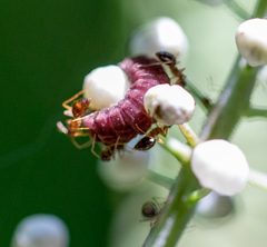 Celastrina neglectamajor