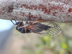 Platypedia sylvesteri