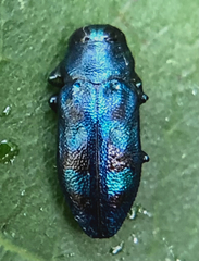 Chrysobothris scitula
