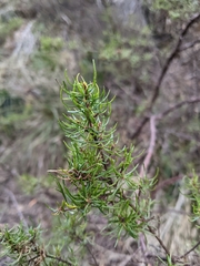 Dodonaea filiformis