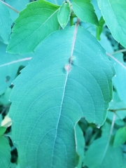 Neolasioptera impatientifolia