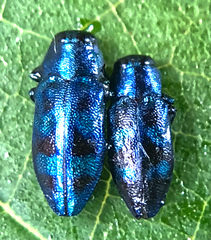 Chrysobothris scitula