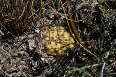 Astrophytum asterias