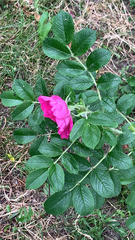 Rosa rugosa