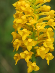 Platanthera integra