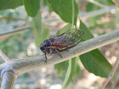 Platypedia sylvesteri