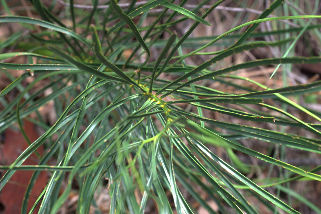 Macrozamia conferta