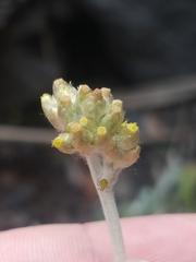 Helichrysum luteoalbum image