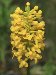 Platanthera integra