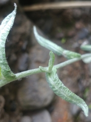 Helichrysum luteoalbum image