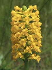 Platanthera integra