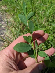 Polygonum achoreum