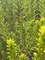 Schistocerca ceratiola