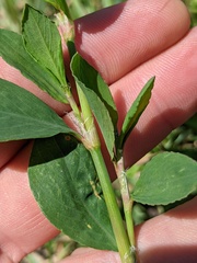 Polygonum achoreum