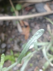 Helichrysum luteoalbum image