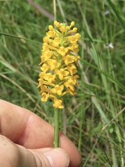 Platanthera integra