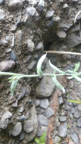 Helichrysum luteoalbum image