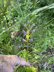 Platanthera psycodes