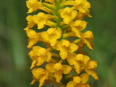 Platanthera integra