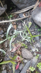 Helichrysum luteoalbum image