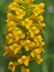 Platanthera integra