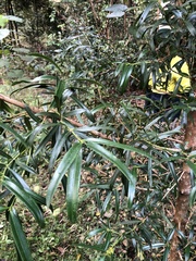 Podocarpus elatus