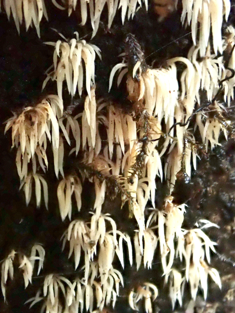 Pterulaceae from Waikato, Hamilton Basin, Mt Kakepuku (near summit) on ...