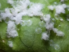 Aphididae
