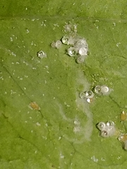 Aphididae
