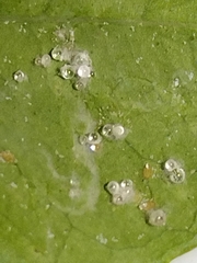 Aphididae