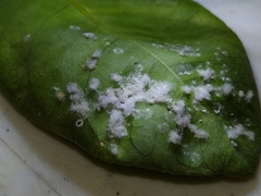 Aphididae