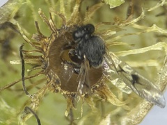 Amphibolips melanocera
