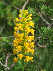 Platanthera integra