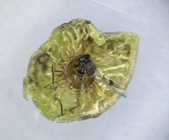 Amphibolips melanocera