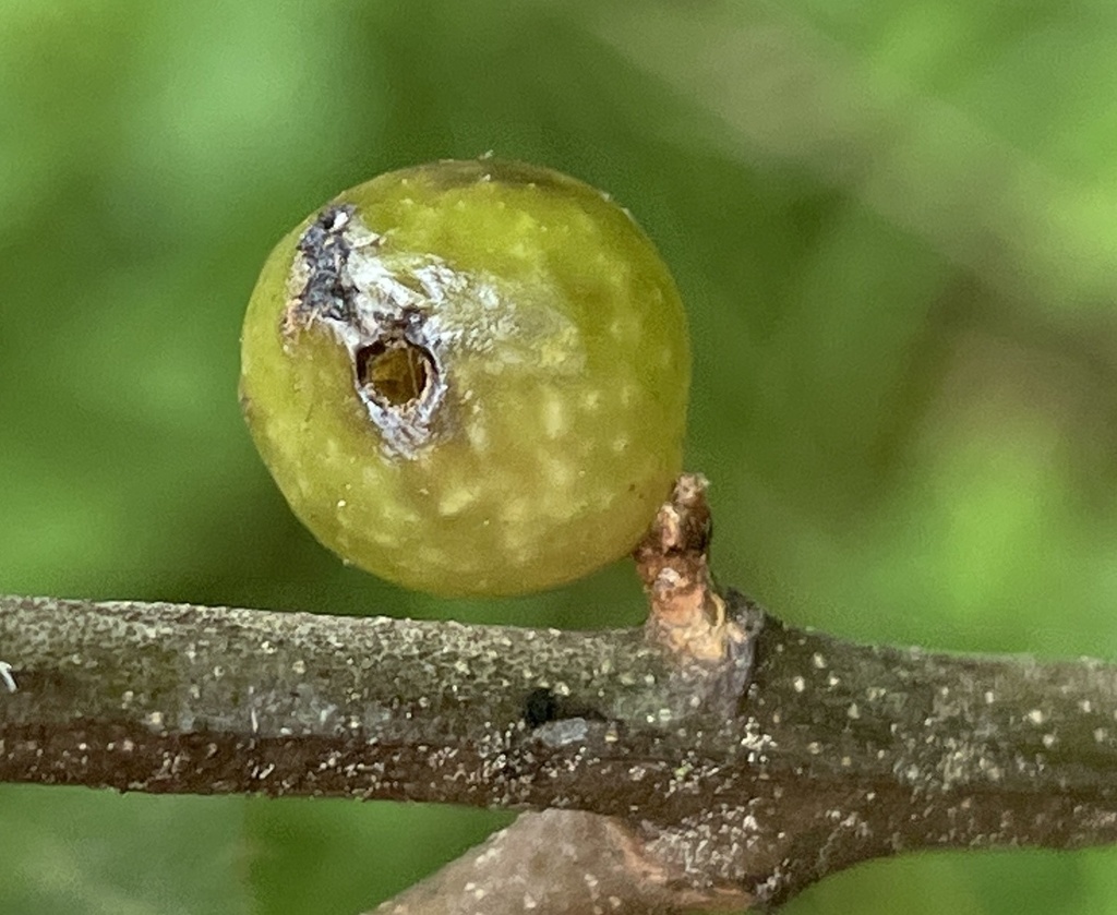 Amphibolips melanocera