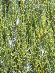 Salicornia rubra