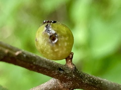 Amphibolips melanocera