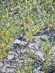Salicornia rubra