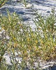 Salicornia rubra
