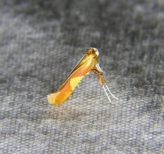 Caloptilia packardella